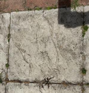Weeds growing in cracks in a concrete slab.