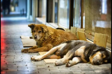 Brit dies from rabies after petting stray dog on holiday in Morocco
