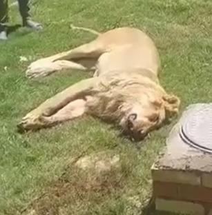 Animal lover, 50, mauled to death & eaten by his own PET LION just days after buying beast to keep in his garden