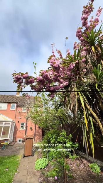 A large cherry blossom tree with pink flowers blooming in front of a red brick house with a conservatory.