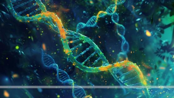 How Genetics Affect Autoflower Growth and Quality