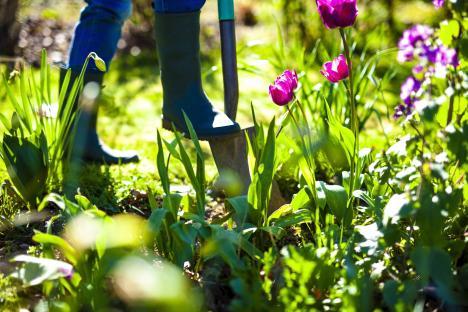Person gardening in a sunny garden.