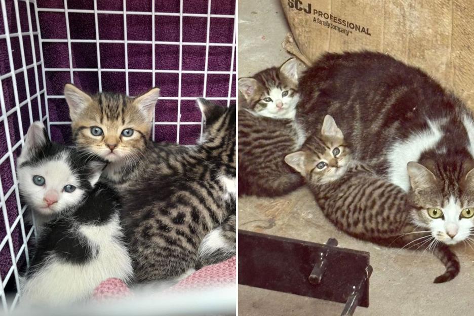 Five cats discovered living in Premier League stadium find new home… as owner names them after club’s stars