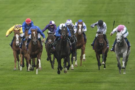 Horses racing at Newmarket Racecourse.