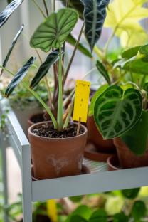 Fungus gnats trapped on a yellow sticky trap in a houseplant.