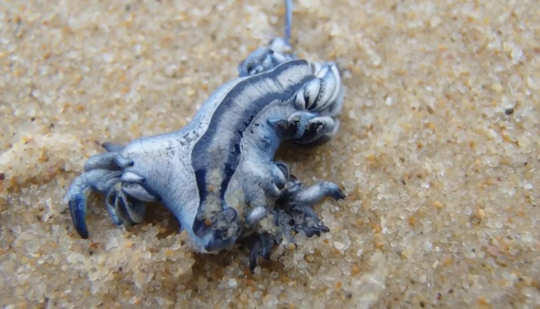 Tourists BANNED from swimming on Costa Blanca over swarms of killer ‘blue dragons’ – that even prey on deadly Man O’ War