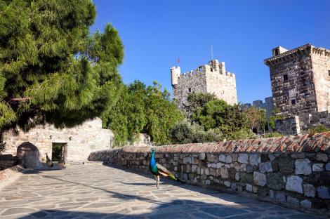 T70G6F Peacock bird at the wall in Bodrum Castle, Turkey