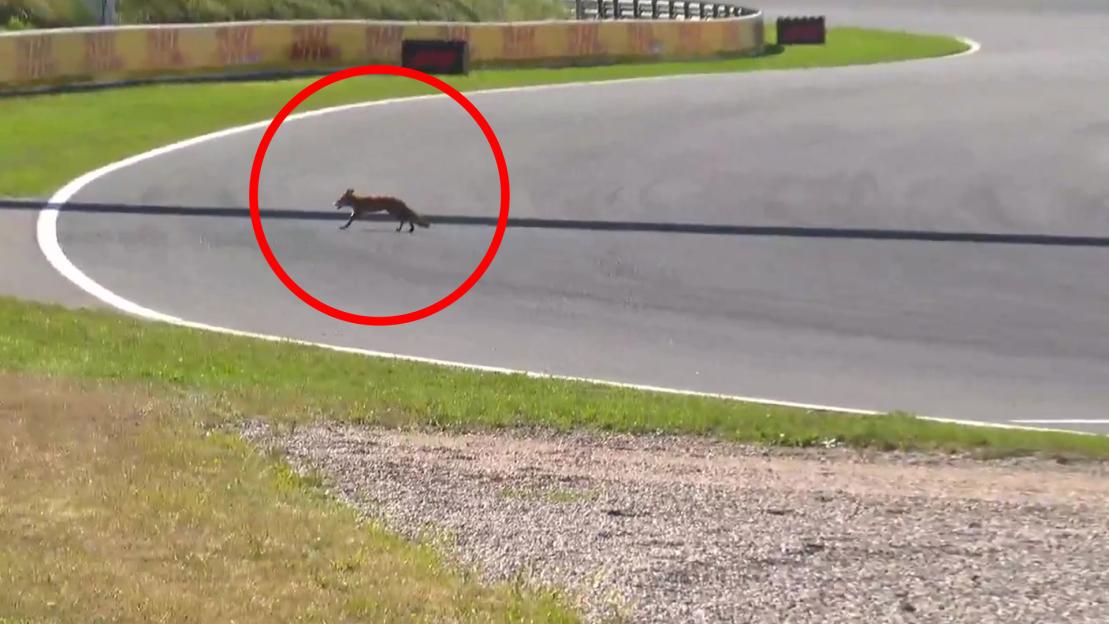 Dutch GP qualifying interrupted as FOX races across track and narrowly avoids Leclerc’s Ferrari as Piastri grabs pole