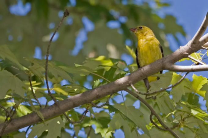 Yellow bird perched on a branch.
