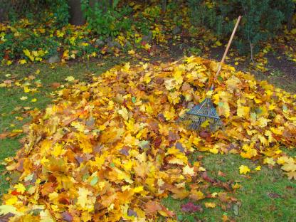 Pile of raked autumn leaves with a rake.