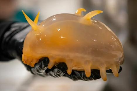 Nightmarish creatures found on Antarctica seafloor including eyeless ‘jelly pig’ from 19,500ft deep and 20-INCH spiders
