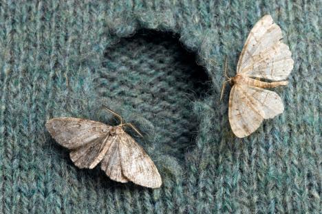 The 40p trick to keep moths out of your home this summer – they hate it but it’ll make your pad smell super fresh 