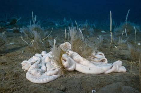 Underwater photo of a Parborlasia corrugatus worm.