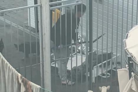 Shocking moment vile woman batters French bulldogs with spade after keeping TWENTY sick animals locked up