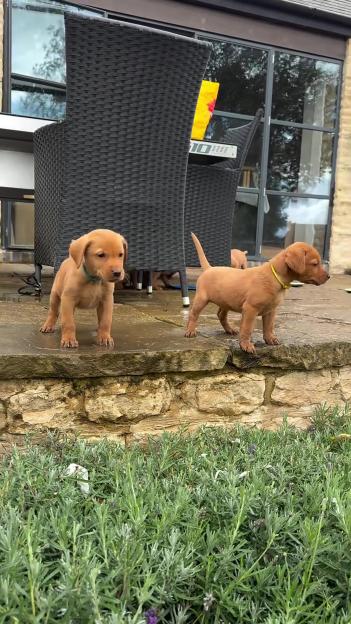 Two brown puppies standing on a stone patio.