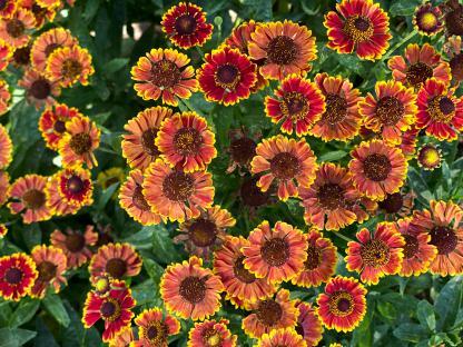 Close-up of red and yellow blanket flowers.