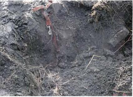 Photo of a dug-up area of earth showing roots and a strap.