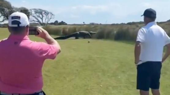 Shocking moment ‘DINOSAUR’ alligator strolls across golf course as stunned players watch on