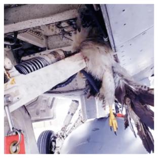 Panic as bird strikes hit Lagos Airport, Port Harcourt, others