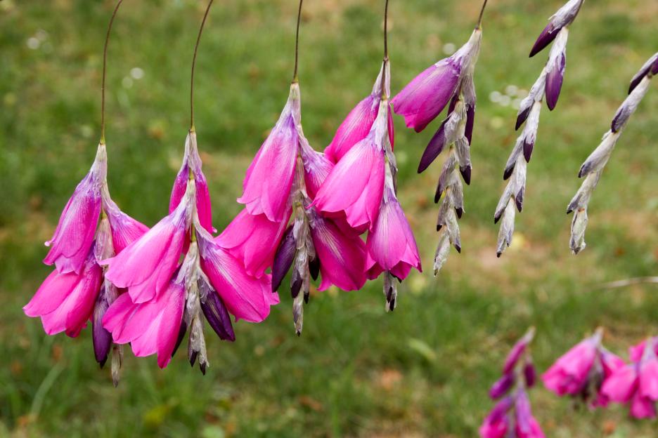Beautiful-blossoms-angels-fishing-rod-1013530182-853849