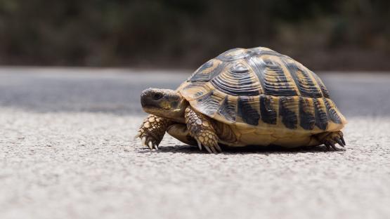 Two killed and one injured in plane crash after pilot lost control while trying to dodge a turtle on the runway