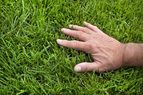 Home Bargains is selling a £3 buy guaranteed to leave your lawn looking expensive & ‘lush’ in a week