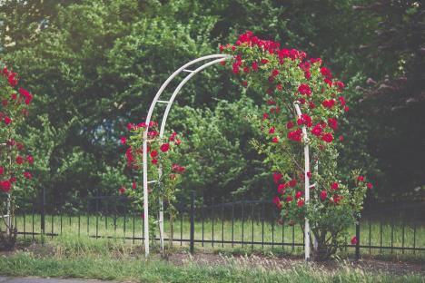 Red climbing roses blooming over a white garden arch.