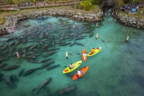 Manatee spotting, mermaid shows and airboat rides: top Florida experiences beyond the theme parks