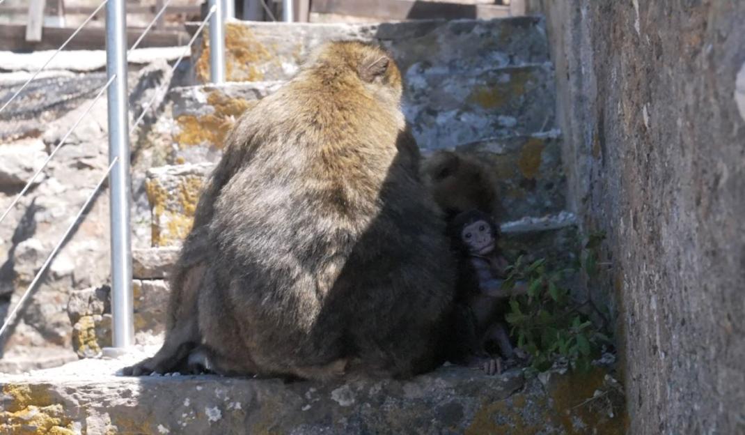 A monkey sitting on a stone wall overlooking the ocean.
