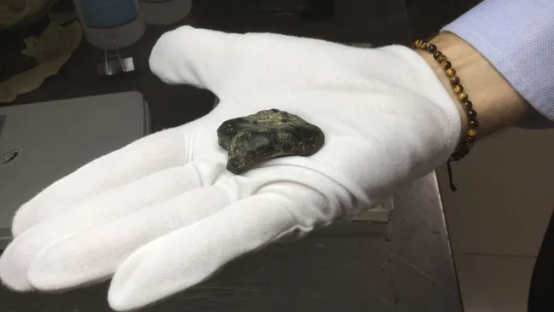 Homo erectus bone fragment on gloved hand.
