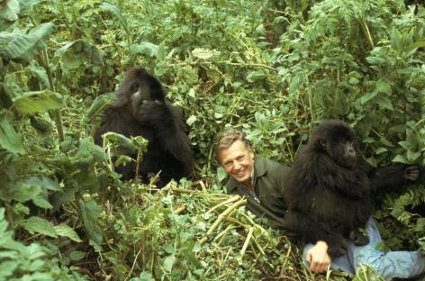 David Attenborough with mountain gorillas in Rwanda.