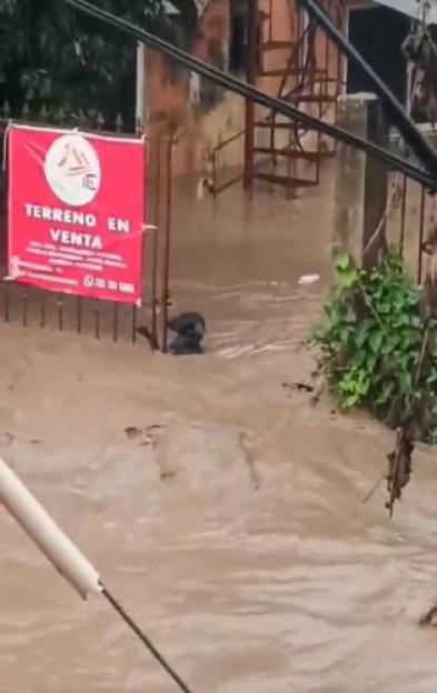 Heroic Dog Grips Fence Amidst Devastating Floods in Mexico, Claiming 28 Lives and Sweeping Away Homes