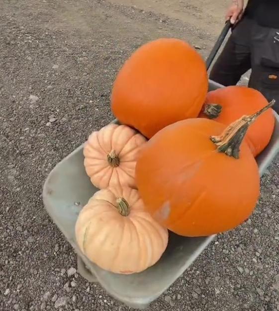 A person pushing a wheelbarrow filled with four orange pumpkins and two light pink pumpkins on a gravel path, with text that reads "£71 on pumpkins!"