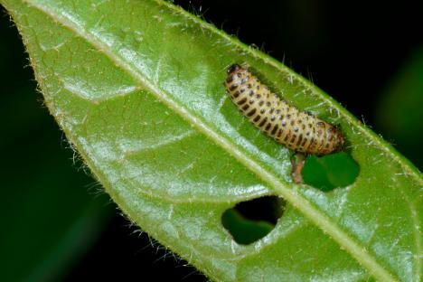 The £1 Temu buy you need to have ‘zero pest issues’ this summer – it will protect your plants from caterpillars for good