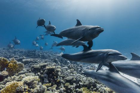 Pod of dolphins swimming over a coral reef.