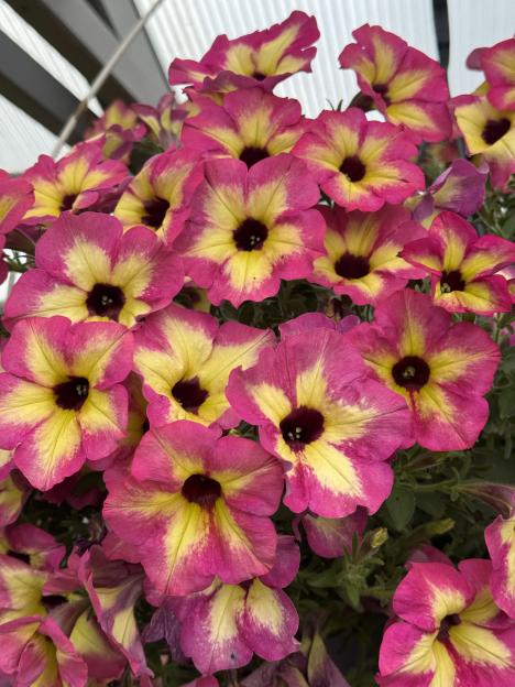 Close-up of pink and yellow flowers.