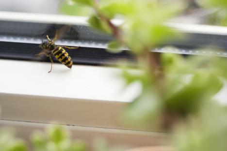 Bee on a window sill.