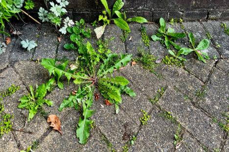 The 40p hack that will banish patio weeds for good – and how it’s even better than using vinegar