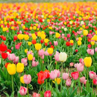 I’m a gardening pro – do my essential £2.49 Home Bargains hack now to bring your bulbs back next year