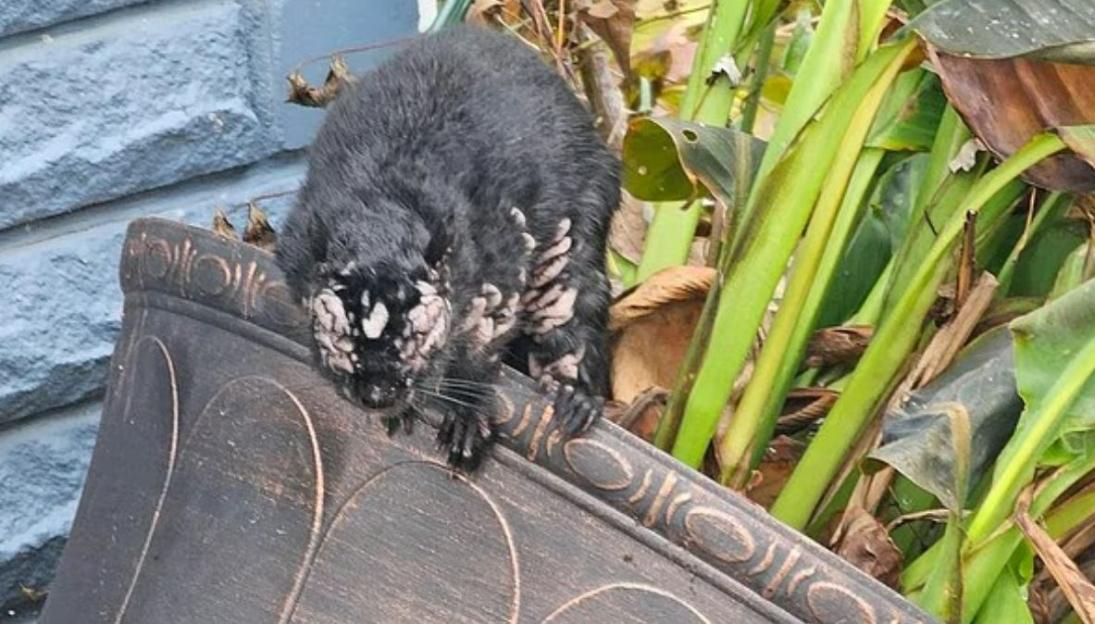 Squirrel with sores on its body.