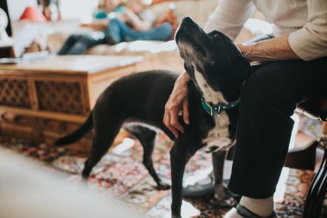 Elderly person petting their elderly dog.