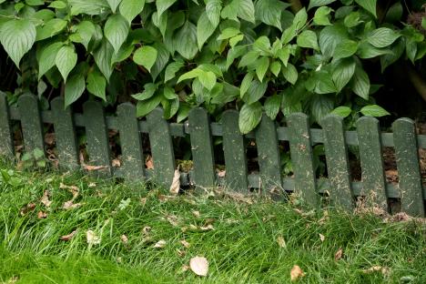 Green wooden fence behind green shrubbery and grass.