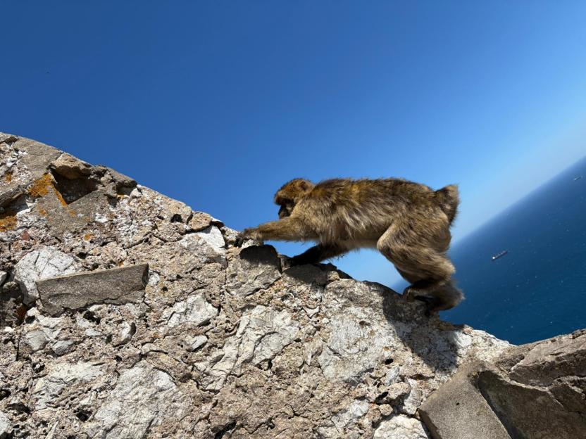 Monkey climbing on a stone wall overlooking the ocean.