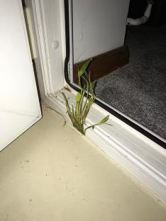 We were slapped with £60k repair bill after neighbours' WEEDS invaded our home – all the signs you could be next 3