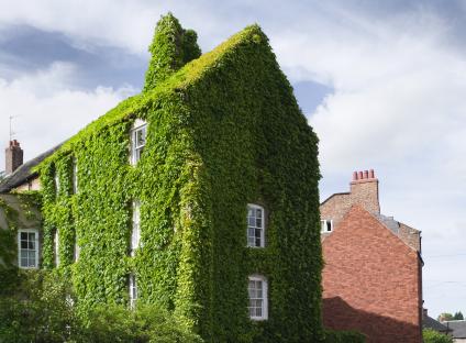 Ivy-covered house next to a brick building.