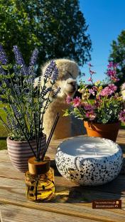 A large candle, reed diffuser, and potted flowers on a wooden table with an alpaca in the background.