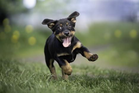 I’m a vet – the 10 secret signs your dog really loves you, and it’s good news if they always jump up