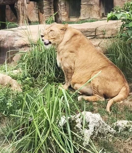 Shocking footage shows overweight lion with huge gut at Chinese zoo…but keepers insist beast just has ‘middle age belly’