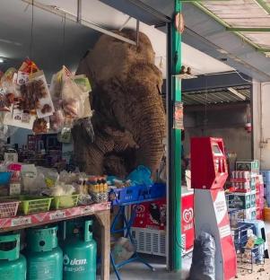 Elephant stuck in a supermarket.