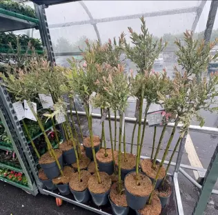 Shoppers race to Asda as bargain flamingo trees are on sale – they grow super fast & add instant privacy to your garden 